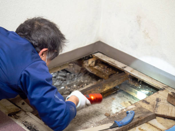 Reliable Holly Springs, GA Mold Remediation Solutions