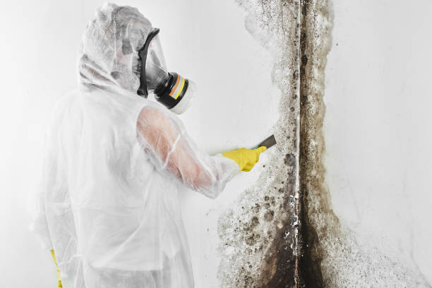 Holly Springs, GA Mold Remediation Company