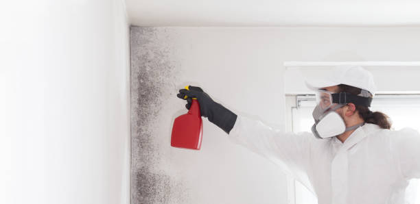 Best Basement Mold Remediation in Holly Springs, GA