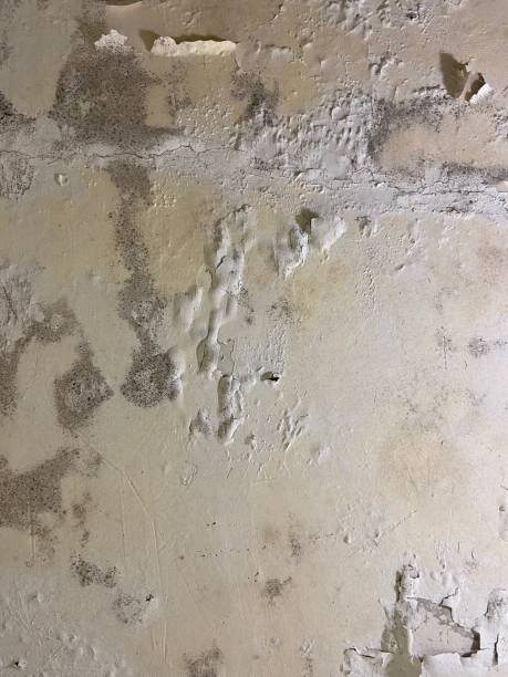 Best Crawl Space Mold Remediation in Holly Springs, GA