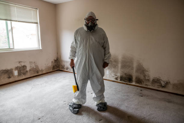 Best Basement Mold Remediation in Holly Springs, GA